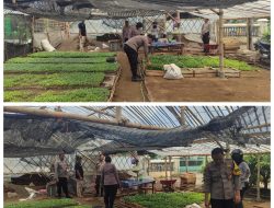 Polsek Kertosono Dukung Program Asta Cita Ketahanan Pangan Lewat Pembibitan Cabe dan Terong