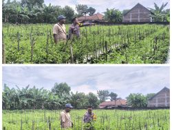 Tanam Cabai Bernilai Ekonomi Tinggi, Warga Prayungan Dukung Ketahanan Pangan