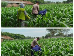 Wujudkan Ketahanan Pangan, Polsek Patianrowo Manfaatkan Lahan Depan Pos Polisi Jadi Kebun Produktif