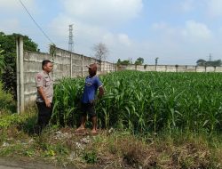 Program Ketahanan Pangan Polsek Kertosono Bangkitkan Lahan Tak Tergarap