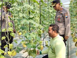 Budidaya Melon ala Green House Jadi Inspirasi, Kapolsek Warujayeng Beri Dukungan