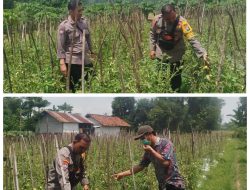 Bhabinkamtibmas Polsek Baron Dampingi Petani Manfaatkan Lahan Sela untuk Tanaman Terong