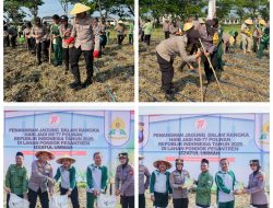 Peringati Hari Jadi ke-77, Polwan Polres Bojonegoro Tanam Jagung Dukung Ketahanan Pangan
