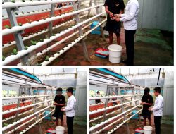 Rutan Ambon Kembali Laksanakan Penanaman Selada Hidroponik untuk Wujudkan Ketahanan Pangan