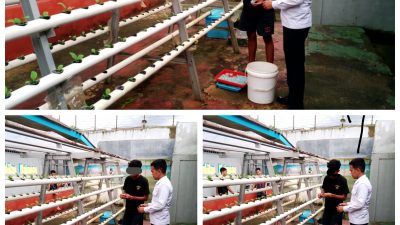 Rutan Ambon Kembali Laksanakan Penanaman Selada Hidroponik untuk Wujudkan Ketahanan Pangan