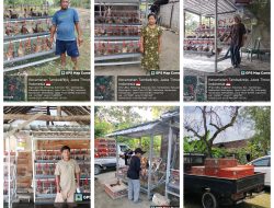 Program Gayatri: pendistribusian Ayam petelur di 3 Desa Kecamatan Tambakrejo.