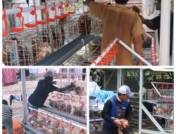 Enam KPM Program Gayatri Sukorejo menerima Ayam secara lengkap.