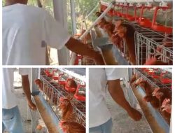 Panen Telur Program Gayatri mulai dirasakan salah satu KPM Desa Sumberbendo RT 03.