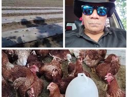 Dukung Ketahanan pangan Kades Hargomulyo menanam Bawang merah & beternak ayam.