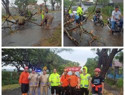 Polisi Sigap Tangani Pohon Tumbang di Jalan Raya Rejoso