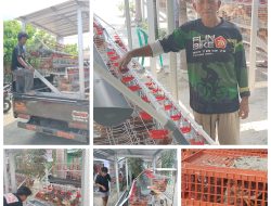 Pendistribusian Ayam Petelur Ke KPM di 4 Desa Wilayah Tambakrejo – Bojonegoro.