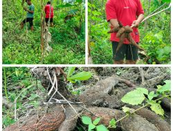 Potensi Ketela Pohon Super sebagai Ketahanan Pangan dilahan hutan wilayah tambakrejo.